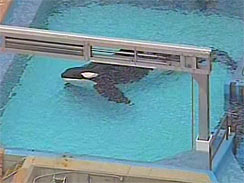 image6239440gTilikumSeaWorld Tilikum at SeaWorld