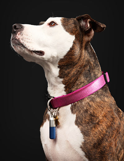 d8ab_flexi_pc_pet_id_tag_inuse flexi pc pet id tag in use