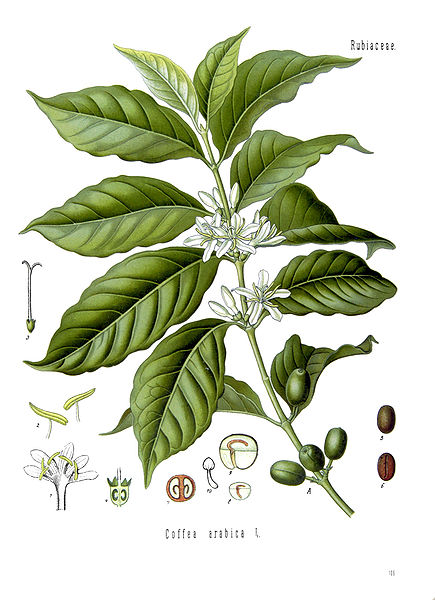 435px-Koeh-189 coffee plant and beans coffee plant and bean graphic