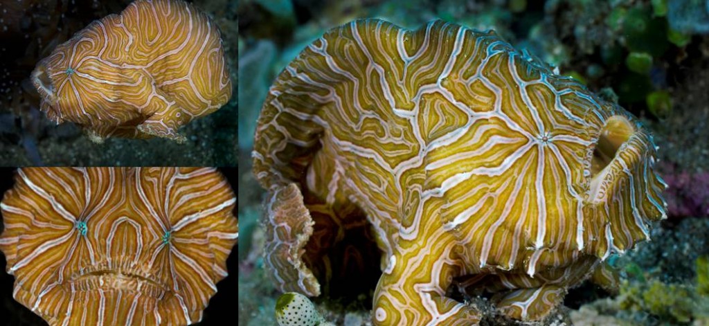 Far-Out Frogfish