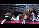 animal-testing beagle animal testing beagle